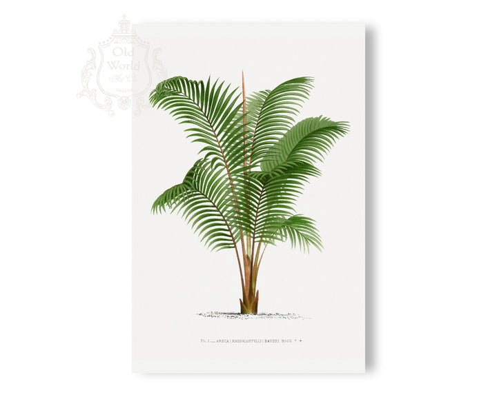 Areca Monostachya Palm Print